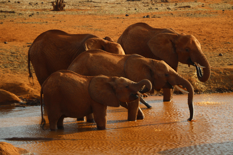 Overnight Group safari Tsavo East Safari from Mombasa/ Diani