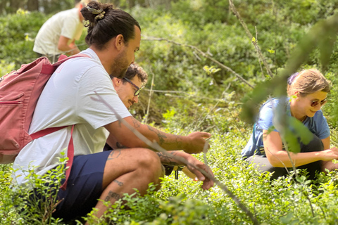 从赫尔辛基出发：努克西奥国家公园的迷人下午