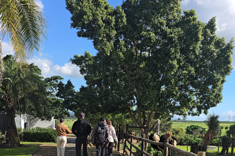 Cape Town: Ostrich Ranch Safari with Hotel Transfer