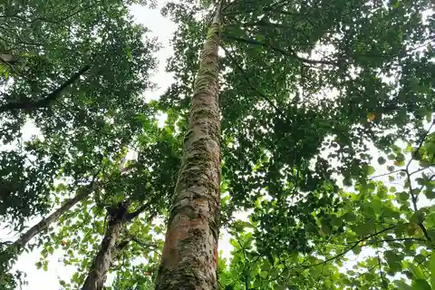 Hiking tour to Tortuguero National Park