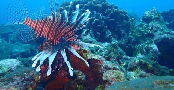 Cartagena: Barú and Rosario Islands Snorkeling Tour