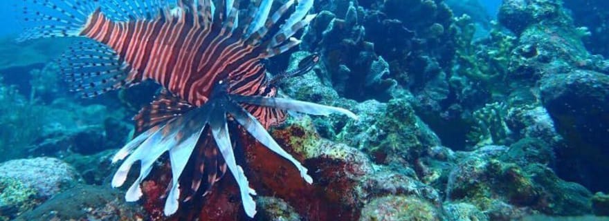 Carthagène des Indes : excursion de snorkeling aux îles de Barú et du Rosaire