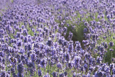 Sapporo Day Tour: Biei Blue Pond & Lavender Farm with Lunch 7:30 Pickup Point + Flower Sea Ticket (with Buffet + Melon)