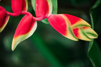 Kauai, McBryde Garden Self Guided Visit - Housity