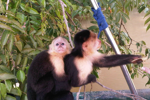 Vanuit Panama-Stad: boottocht Monkey Island & Indian VillageStandaardoptie