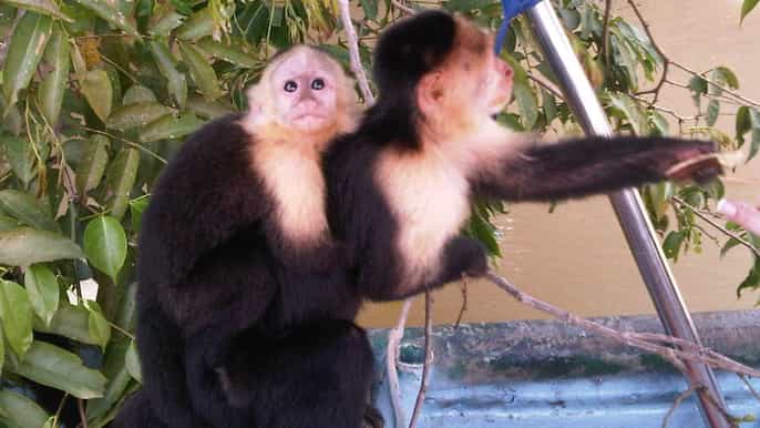 monkey island and indian village tour