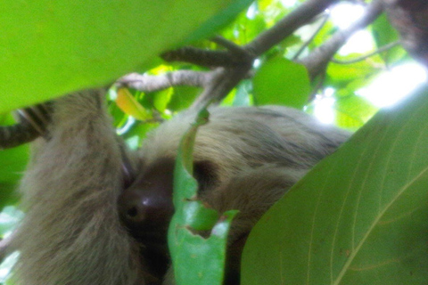 Vanuit Panama-Stad: boottocht Monkey Island & Indian VillageStandaardoptie