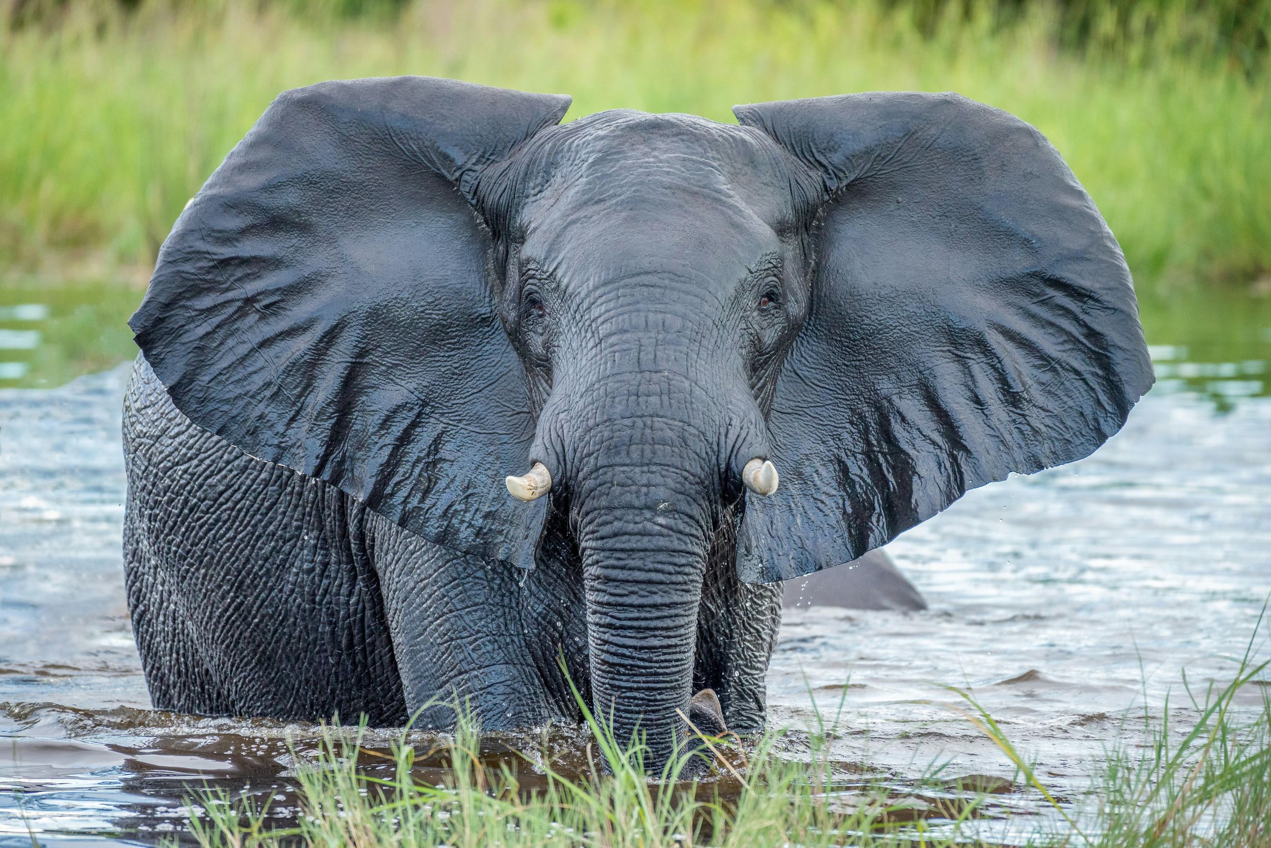 Krüger-Nationalpark: 4-tägige Glamping-Budget-Safari