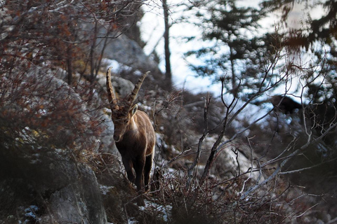 Tageswanderung oberhalb von Chambéry