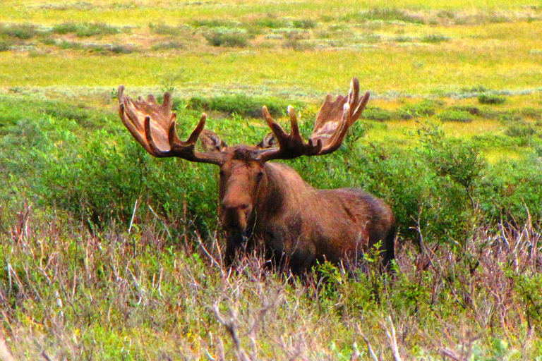 Fairbanks: Chena River Rafting Tour with Hotel Pickup