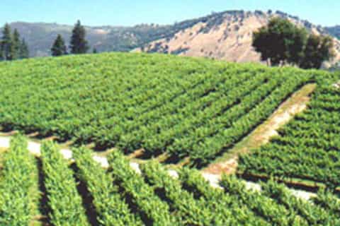 Wine and Harvest Tour to Gold country from Lake Tahoe
