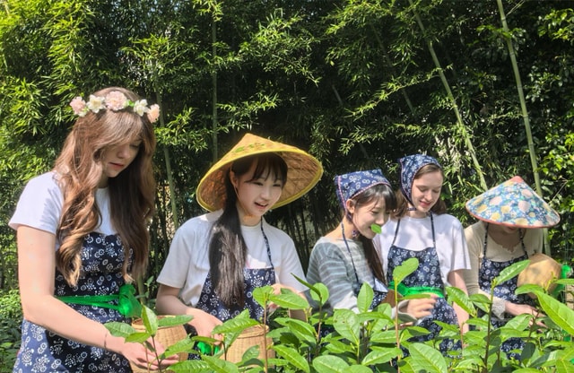 Hangzhou: From Leaf to Cup, Pick, Pan-Fry & Whisk Tea