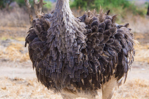 Kidepo Valley National Park 5-Day Safari Tour