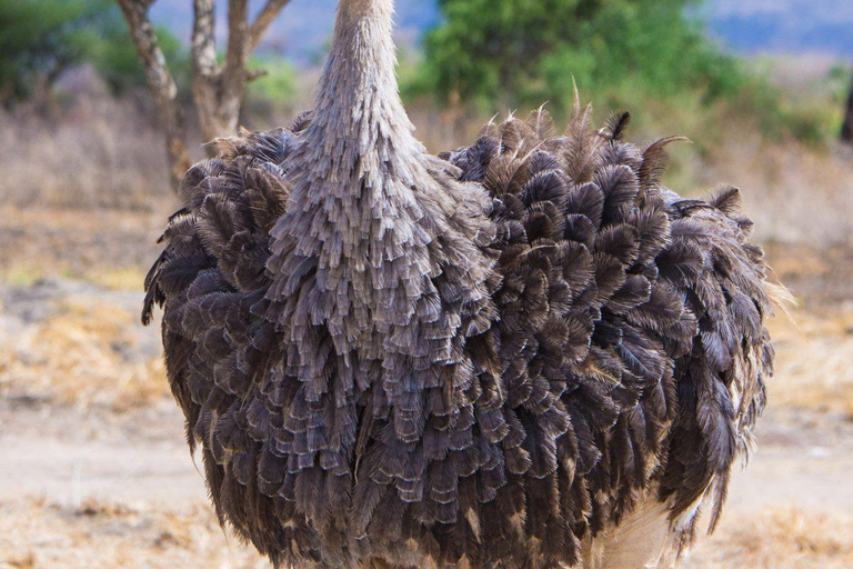 Kidepo Valley National Park 5-Day Safari Tour