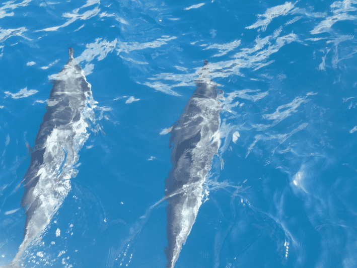 Maui Kaanapali Beach Snorkel w/ Breakfast and Lunch GetYourGuide