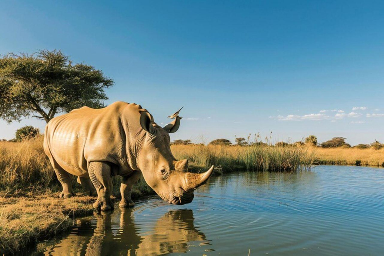 5-daagse safari naar Tsavo Oost/West en Amboseli vanuit Mombasa