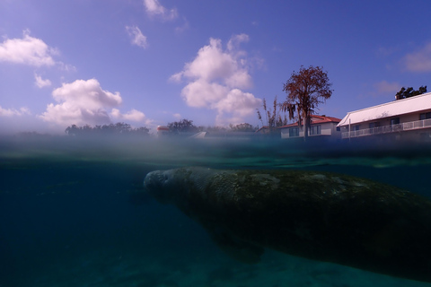 Crystal River: Guided Manatee Tour Heated Boat Free Photos