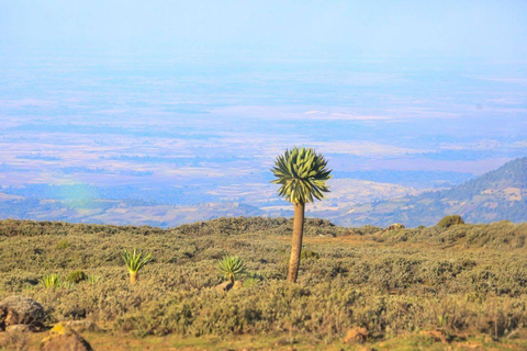 Addis Ababa: 14-Day Adventure and Nature Tour(customizable)