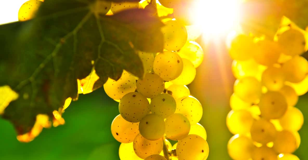 From San Francisco: Napa & Sonoma Valley Full-Day Wine Trip