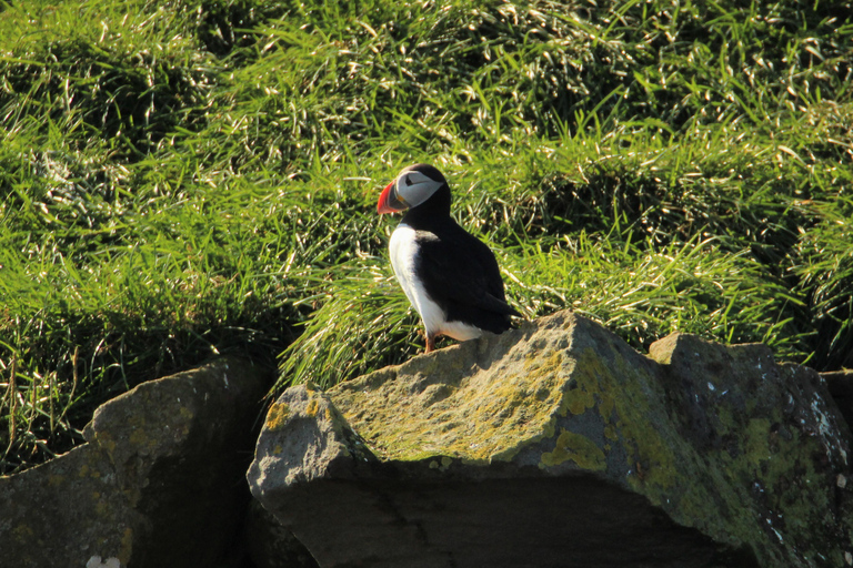 Reykjavik: Puffin Watching Tour