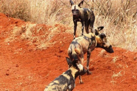 Mombasa/Diani: Taita Hills 2-Day Safari with Meals & Pickup