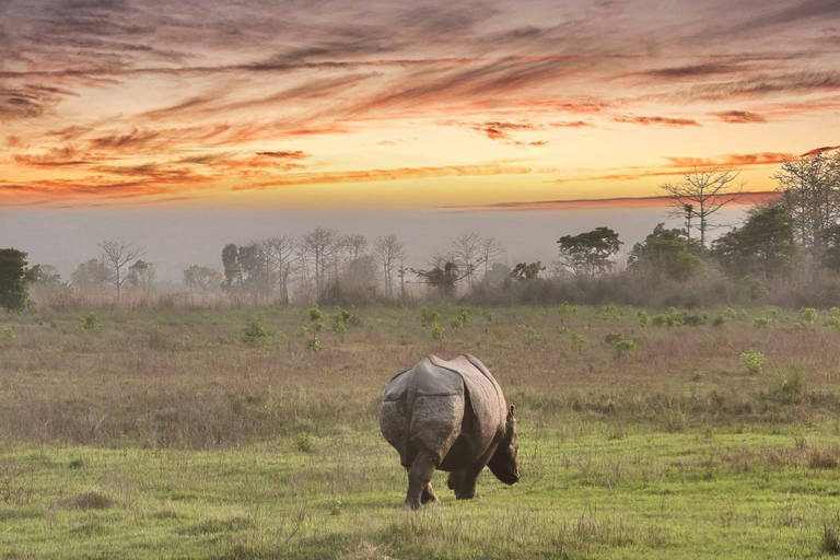 Chitwan: 2 Nights 3 Days Hotel and Ethical Jungle Safari