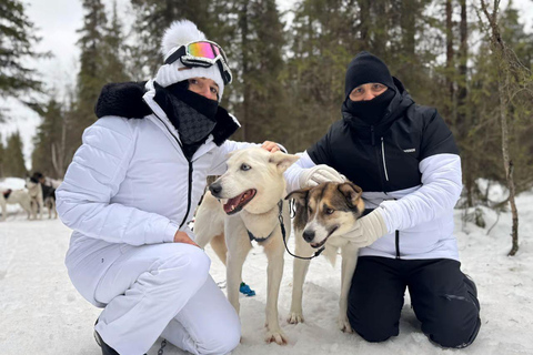 Levi: 5 Km Husky Sledding Ride in Levi