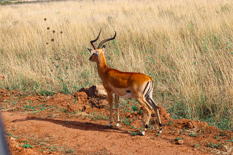 Privérondleiding door het Nairobi Nationaal Park