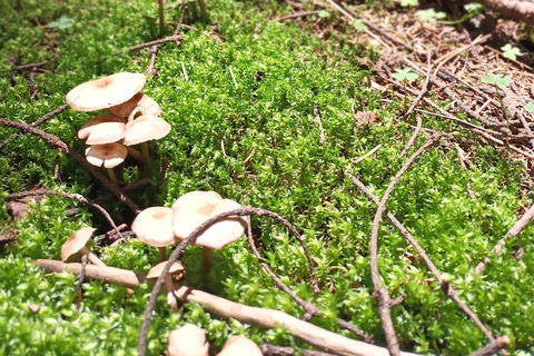 Cidade do México: Caminhada matinal no Mirador Coconetla