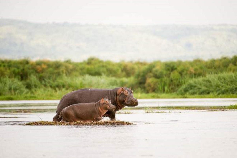 Uganda: 4-Day Murchison Falls National Park and Budongo Tour