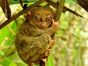 Au départ de Cebu : excursion d'une journée dans la campagne de Bohol avec déjeuner buffet