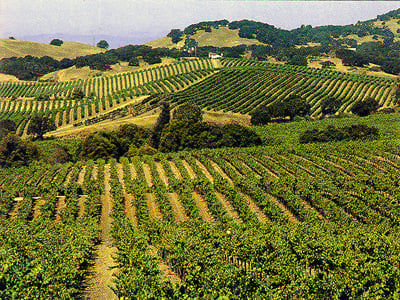 San Francisco : Excursion d&#039;une demi-journée dans la région viticole avec dégustations de vins