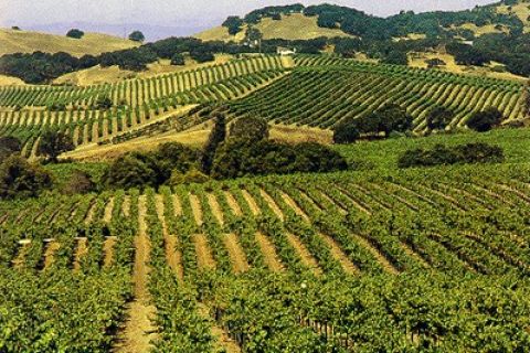 Valle de Sonoma: tour vinícola de medio día