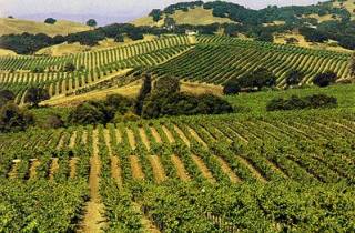 San Francisco: Halbtägige Wine-Country-Tour mit Verkostungen