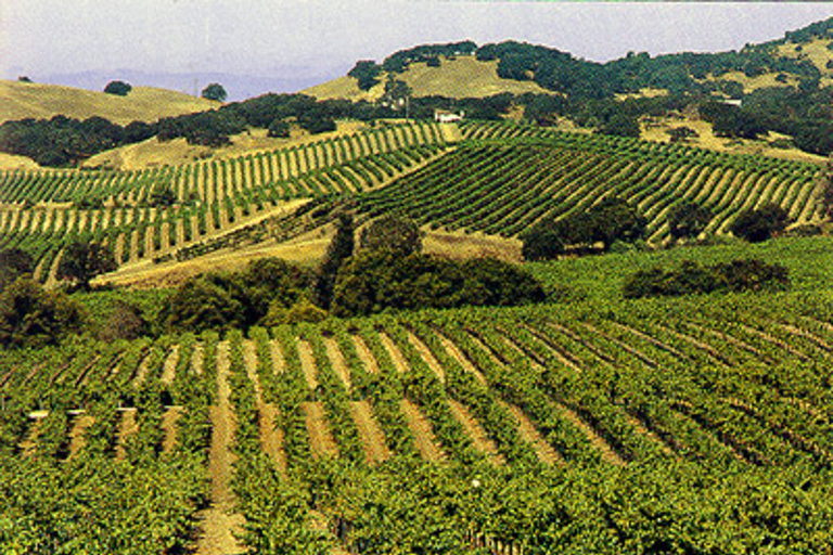 San Francisco: Half-Day Wine Country Tour with Wine Tastings