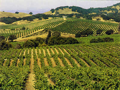 vale de meio dia sonoma wine country tour