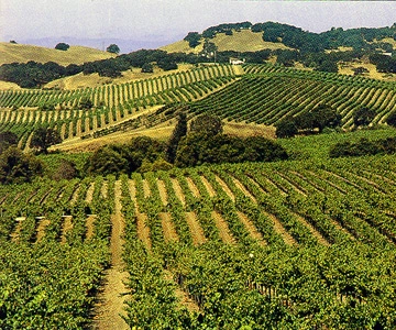 San Francisco: Half-Day Wine Country Tour with Wine Tastings