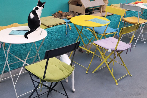 Atenas: visita a um café com gatos, com bebida e doceAtenas: Visita ao Cat Cafe com Drink and Sweet