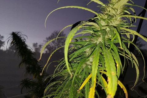 Rastafari Indigenous Village Experience In Irwin Montego Bay