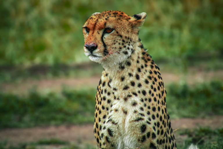 Merveilles de la nature sauvage : Safari de 4 jours au Masai Mara et au lac Nakuru