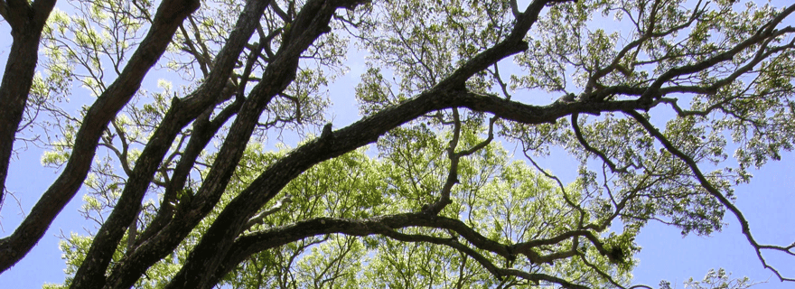 Excursion d'une journée complète au paradis de la Barbade