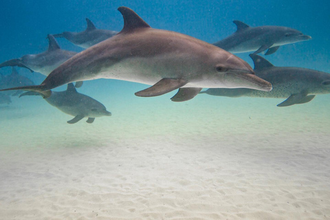 Zanzibar dolphins+ snokling at mnemba with turles swimming