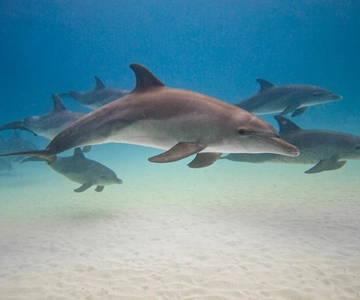 zanzibar nadar con tortugas marinas y delfines en kizimkazi