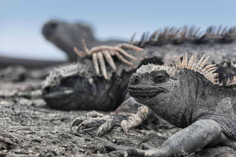 加拉帕戈斯群岛：普拉萨斯岛全天旅行加拉巴哥群岛：普拉萨斯岛全天旅行