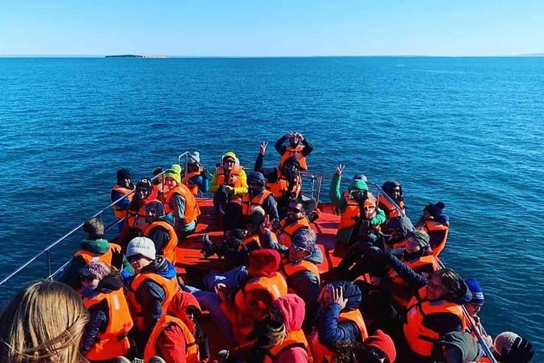 Penguin Expedition: Sailing to Isla Marta and Magdalena from Punta Arenas Penguin Expedition: Sailing to Isla Marta and Magdalena Island from Punta Arenas