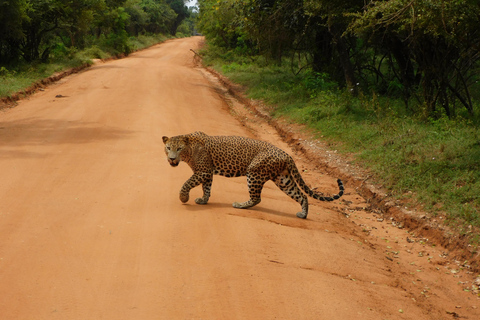 Safariturer i Yala nationalpark: morgon/kväll/heldagMorgontur på 7 timmar med frukost