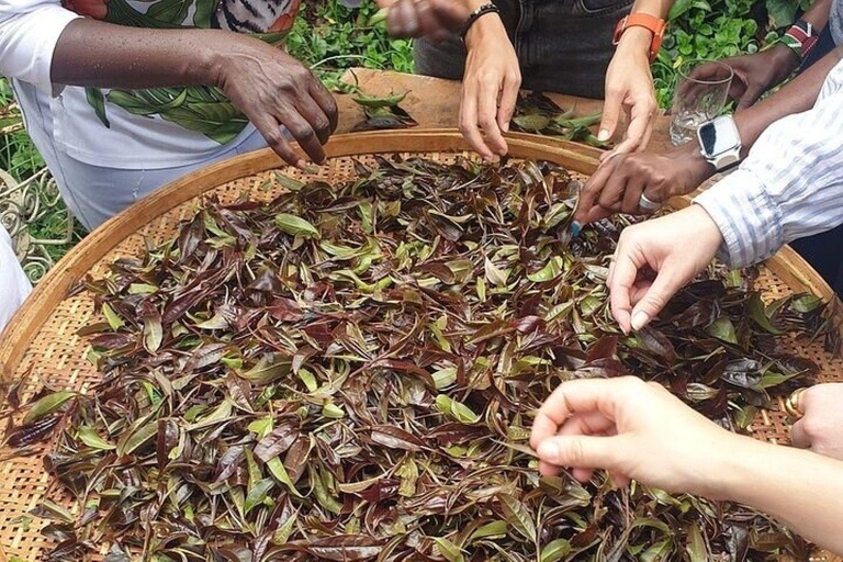 Taste the Rare: Kenya’s Purple Tea Discovery