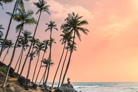 Mirissa Day Tour with Dolphins, Turtles & Beach Time Pick up from Colombo or Negombo City