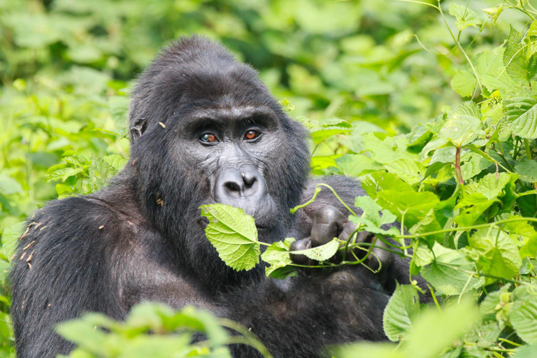 Kigali: Volcanoes National Park Gorilla Trekking Tour