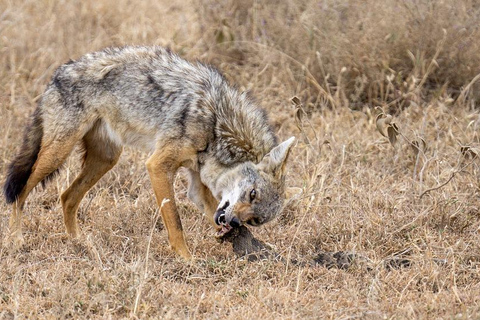 Tagestour: Sansibar nach Selous/ Nyerere National Park